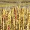 100 Organic PEPPERMINT QUINOA Grain Chenopodium Quinoa White & Green Heads - White Seeds