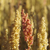 100 Organic PEPPERMINT QUINOA Grain Chenopodium Quinoa White & Green Heads - White Seeds