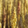 100 Organic PEPPERMINT QUINOA Grain Chenopodium Quinoa White & Green Heads - White Seeds