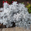 300 SILVERDUST DUSTY MILLER Cineraria Maritima Jacobaea Senecio Flower Seeds