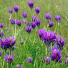 2000 ALFALFA Medicago Sativa Flower Plant Seeds
