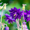 100 TALL DOUBLE COLUMBINE Aquilegia Vulgaris Mixed Colors Red, Pink, Purple, & White Flower Seeds