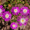 25 STARDUST ICE PLANT Mesembryanthemum Delosperma Floribunda Perennial Purple & White Flower Seeds