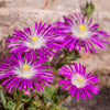 25 STARDUST ICE PLANT Mesembryanthemum Delosperma Floribunda Perennial Purple & White Flower Seeds