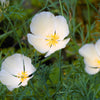 1000 WHITE CALIFORNIA POPPY Eschscholzia Californica Flower Seeds