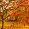 50 WINTERBERRY Holly Ilex Verticillata - Candian Holly  / Fever Bush / Black Alder Tree Shrub Red Berry White Flower Seeds