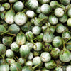 10 KERMIT EGGPLANT Green White Thai Solanum Melongena Fruit Vegetable Seeds