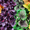 1200 Mixed Colors CORAL BELLS HEUCHERA Shade Flower Seeds