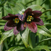 10 CHOCOLATE LILY Black Kamchatka Brown Fritillaria Camschatcensis Flower Seeds