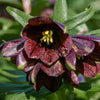 10 CHOCOLATE LILY Black Kamchatka Brown Fritillaria Camschatcensis Flower Seeds