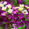 Easter Bonnet Alyssum Seeds – Lobularia Maritima Bright Purple Flower – photo 2