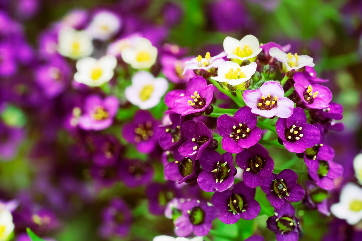 Easter Bonnet Alyssum Seeds – Lobularia Maritima Bright Purple Flower – photo 2