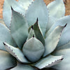 5  ARTICHOKE AGAVE Parry's Huachuca Agave Parryi Huachucensis Century Plant Succulent Cactus Seeds
