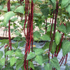 25 RED NOODLE BEAN Yard Long Asparagus Bean Chinese Phaseolus Vulgaris Legume Vegetable Seeds