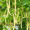 50 ' SLENDERWAX ' WAX BEAN Golden Yellow Bush Phaseolus Vulgaris Vegetable Seeds