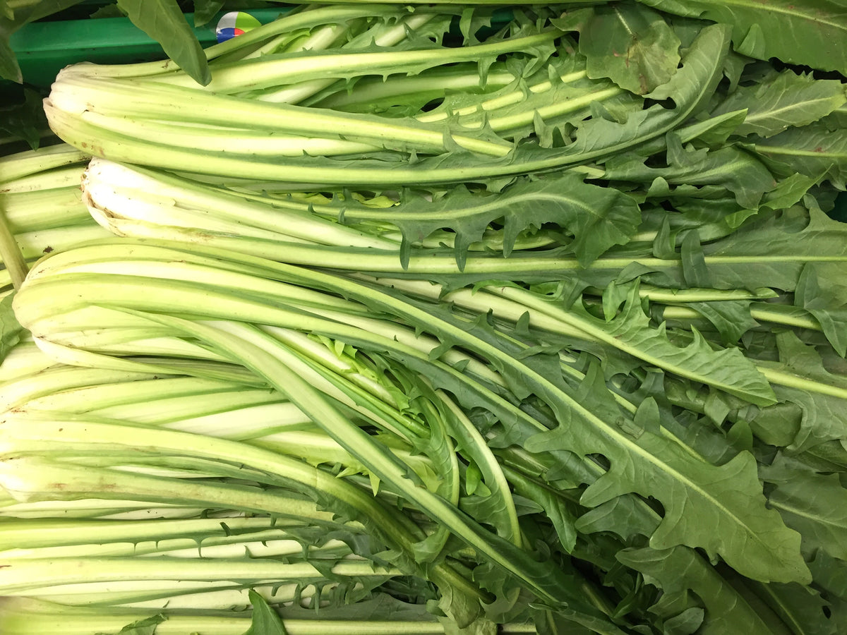 Emerald Catalogna Endive Seeds – Italian Chicory Cichorium Endivia – photo 3