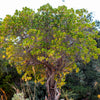 25 STRAWBERRY TREE Edible Red Berry Tree Arbutus Unedo Seeds Irish Killarney