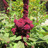 100 Organic ELEPHANT HEAD AMARANTHUS Amaranthus Gangeticus Burgundy Red Flower Seeds