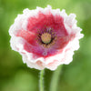 Mixed Colors Shirley Poppy (