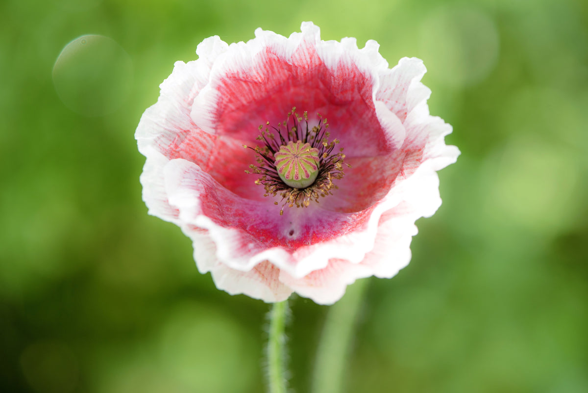 Mixed Colors Shirley Poppy (