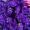 50 Pacific Mix STATICE (Sea Lavender) Mixed Colors  Limonium Sinuatum Flower Seeds