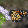 100 PURPLE MISTFLOWER (Hardy or Wild Ageratum) Eupatorium Coelestinum Blue Flower Seeds