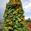 30 BLACK Eyed SUSAN VINE Thunbergia Alata Orange Yellow Black Flower Seeds