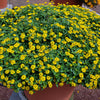 150 YELLOW CREEPING ZINNIA Sanvitalia Procumbens Seeds
