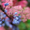 20 NANNYBERRY SWEET VIBURNUM Lentago Shrub Tree Blue Black Berry Fruit White Flower Seeds