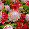 5 Giant KING PROTEA Cynaroides Sugarbush Rare 12" Flower Seeds