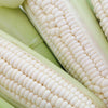 100 Country GENTLEMAN WHITE CORN Sweet Heirloom Zea Mays Vegetable Seeds