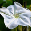 50 MOONFLOWER MORNING GLORY White Moon Flower Ipomoea Alba Flower Vine Seeds