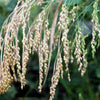200 PROSO MILLET White Common Panicum Miliaceum Ornamental Grass Vegetable Seeds