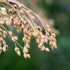 200 PROSO MILLET White Common Panicum Miliaceum Ornamental Grass Vegetable Seeds