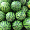 Crimson Sweet Watermelon Seeds – Citrullus lanatus Fruit Melon – photo 5