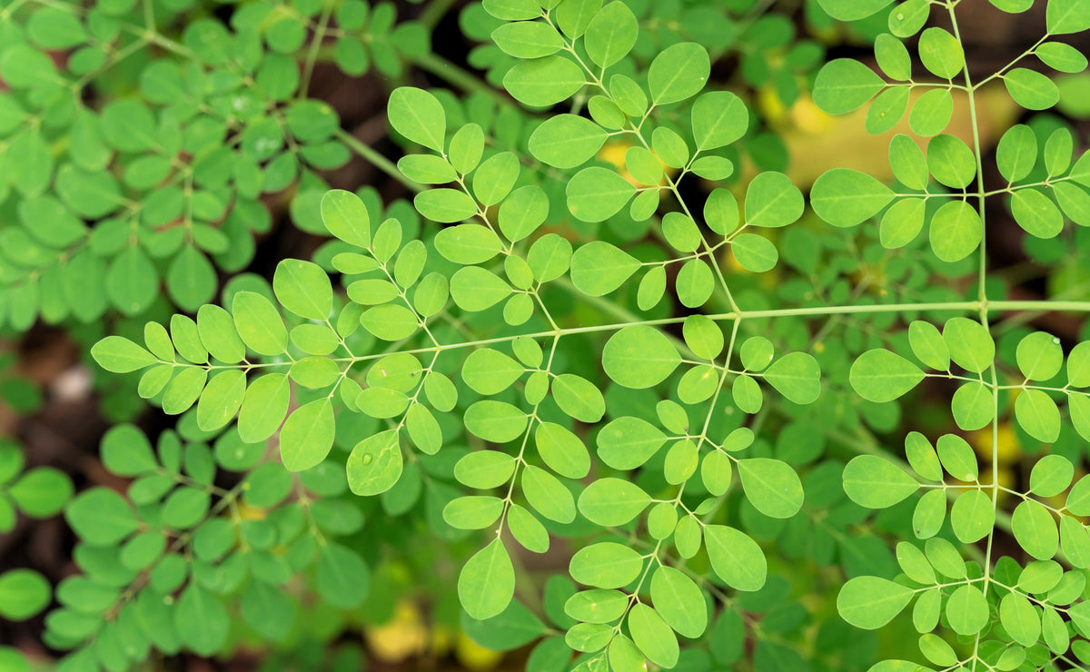 Meracules Tree 10 Flowering DRUMSTICK TREE Moringa Oleifera Seeds (Miracle Tree / Ben ...
