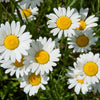 2000 OX EYE DAISY Marguerite Chrysanthemum Leucanthemum White Flower Seeds