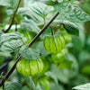 Peruvian Ground Cherry Seeds – Physalis Peruviana Cape Gooseberry Fruit Veggie – photo 9