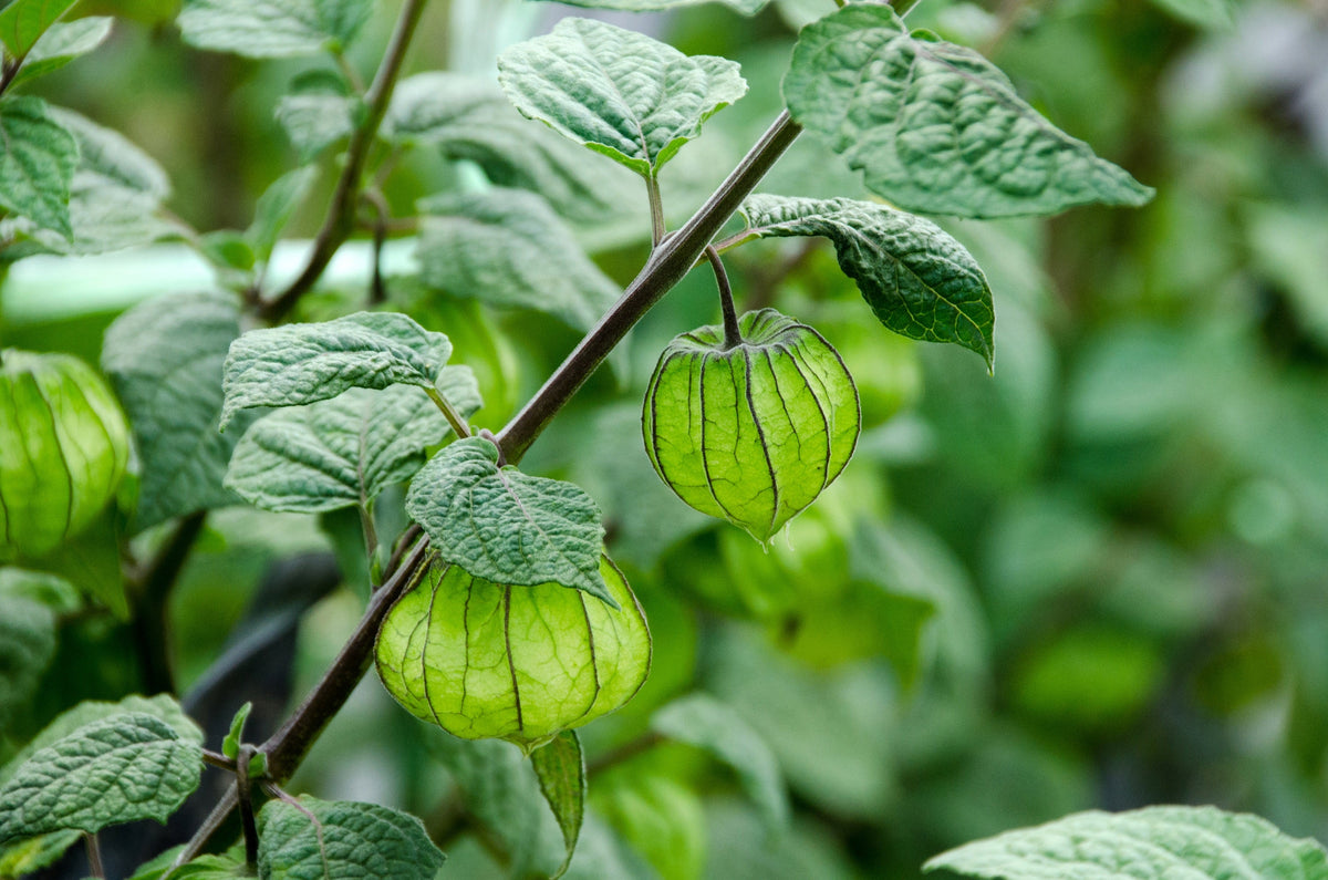 Peruvian Ground Cherry Seeds – Physalis Peruviana Cape Gooseberry Fruit Veggie – photo 9