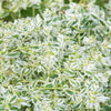 20 SNOW On THE MOUNTAIN Euphorbia Marginata Variegated Groundcover Sun or Shade Flower Seeds