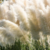 200 WHITE PAMPAS GRASS Cortaderia Selloana Ornamental Flower Seeds