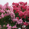 35 Light PINK CREPE MYRTLE Crape Tree Shrub Lagerstroemia Indica Flower Seeds