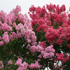 1000 Bulk CREPE MYRTLE Mixed Colors Lagerstroemia Indica Mix Tree Shrub Flower Seeds - Red, Purple, Light Pink, Dark Pink, White, & Lilac