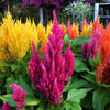 150 Mixed PAMPAS PLUMES COCKSCOMB Celosia Plumosa Flower Seeds