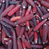 35 BLOODY BUTCHER Red CORN Edible & Ornamental Heirloom Zea Mays Vegetable Seeds
