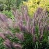 25 Dwarf Purple CHINESE FOUNTAIN GRASS Pennisetum Alopecuroides Hardy Ornamental Seeds