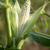 100 Truckers Favorite WHITE SWEET CORN Zea Mays Vegetable Seeds