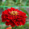 250 Red CHERRY QUEEN ZINNIA Elegans Flower Seeds