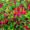 20 HARDY FUCHSIA Magellanica Pink Purple Hummingbird Flower Shrub Seeds