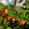 50 Hot ORANGE HABANERO PEPPER Capsicum Chinense Vegetable Seeds
